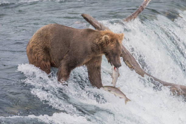 istock It's OK to come in 2nd Place sometimes. One Salmon gets caught by a bear as another one quickly jumps by at Brooks Falls in Alaska 1012676566