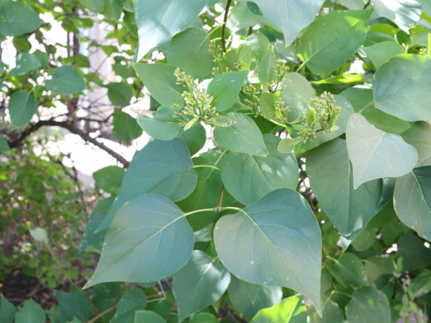 istock leaves of lilac on a spring day 1012679430