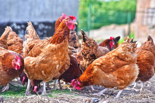 istock Chickens on traditional free range poultry farm 1012682716