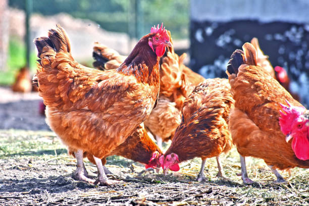 istock Chickens on traditional free range poultry farm 1012682774