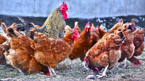 istock Chickens on traditional free range poultry farm 1012682804