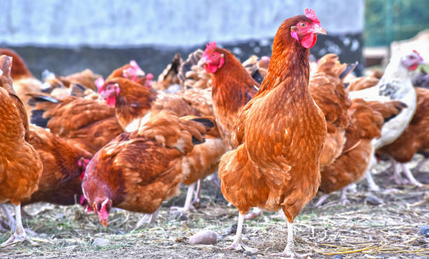 istock Chickens on traditional free range poultry farm 1012682824