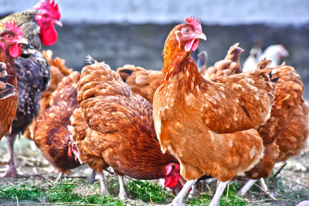 istock Chickens on traditional free range poultry farm 1012682852