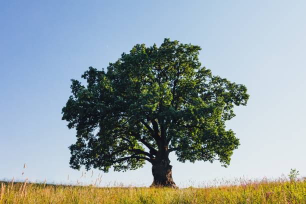 istock oak tree on green meadow at sunny summer day 1012687840
