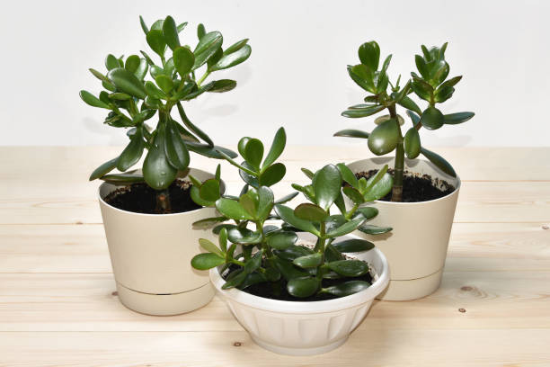istock Succulent houseplant Crassula ovata in a pot on rustic background 1012688272