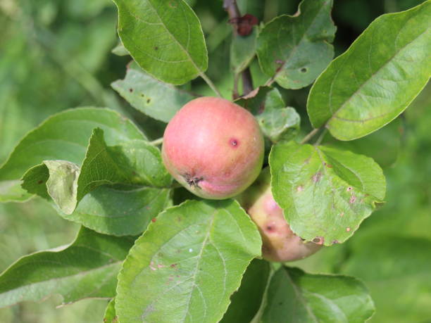 istock green apple on a branch in the garden 1012691080
