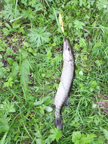 istock caught fish and fishing rod 1012698400