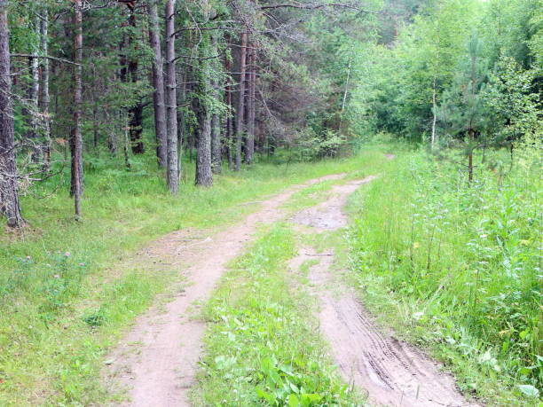 istock rural country road to the forest 1012698824