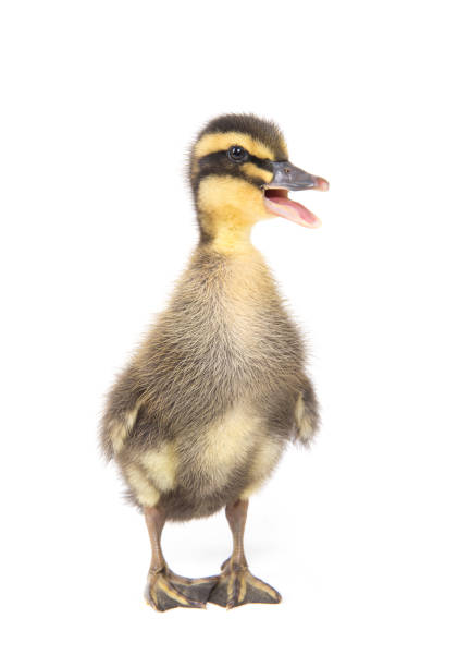istock Cute little newborn fluffy duckling. One young duck isolated on a white background. 1012701480