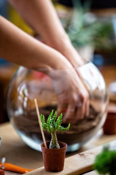 istock Euphorbia Pseudoglobosa Succulent 1012702366