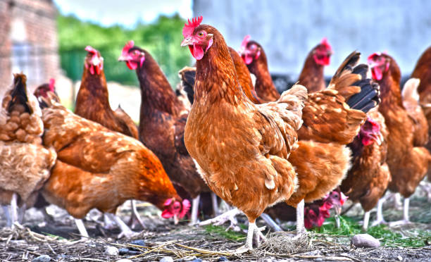 istock Chickens on traditional free range poultry farm 1012705248