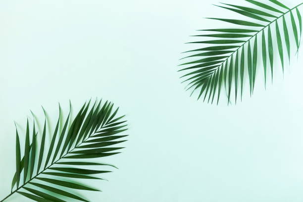istock green palm branches on a pale blue background.abstract. top view.copy space.flat lay 1012706706