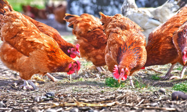 istock Chickens on traditional free range poultry farm 1012706742