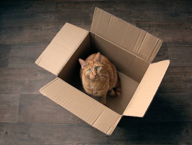귀여운 생강 고양이 나무 바닥에 골 판지 상자에 앉아서 카메라에 호기심을 찾고. - rodent hamster small apartment 뉴스 사진 이미지