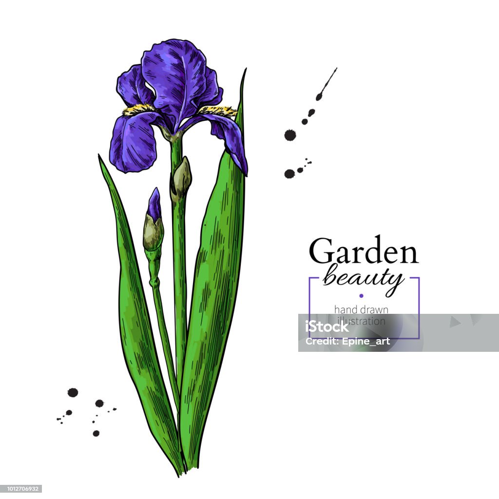 Ilustración de Iris Flores Y Hojas De Dibujo Objeto De Flores Dibujado Mano  Vectorial Floración De Jardín y más Vectores Libres de Derechos de Arte -  iStock