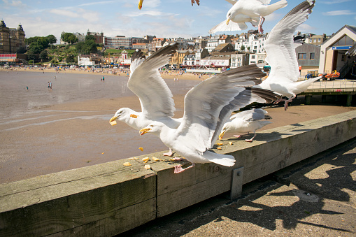 Scarborough Seagulls, North Yorkshire, England, United Kingdom, August 2018