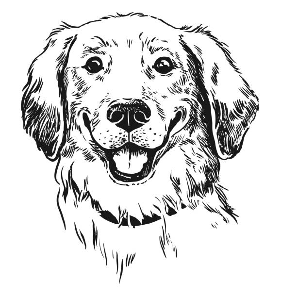 golden retriever hund, lächelnd mit zunge heraus. - retriever golden retriever dog happiness stock-grafiken, -clipart, -cartoons und -symbole