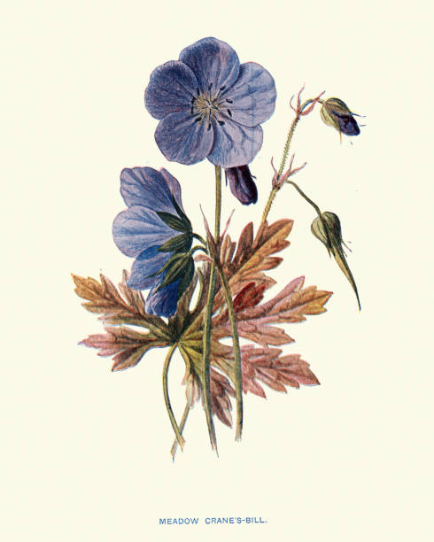 flora, kwiaty, geranium pratense, żuraw łąkowy-bill - geranium pratense stock illustrations