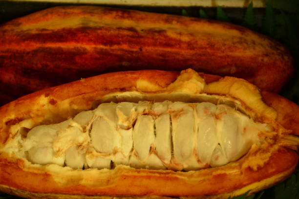 istock cocoa, whole fruit, typical of Brazil 1012711762