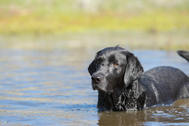 istock Black dog standing in pond water 1012711814