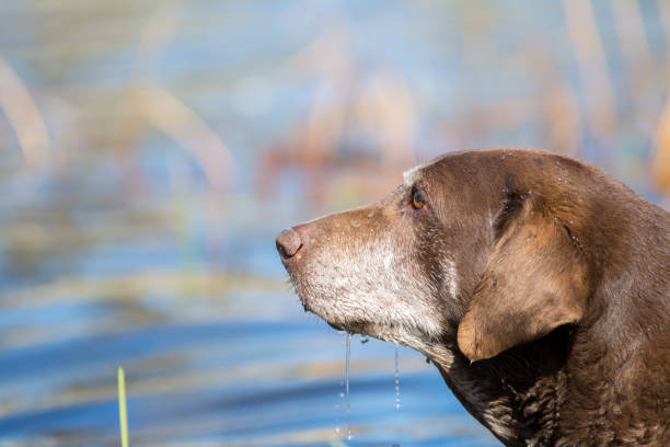 Side view of brown adult Labrador Retriever dog with water on face standing at pond
