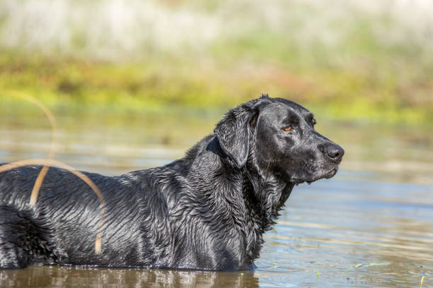 istock Wet black dog standing in pond 1012711974