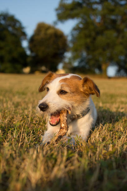 istock JACK RUSSELL DOG CHEWING A STICK LYONG DOWN ON GRASS SUNSET 1012712044