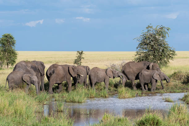 istock Elephants near river, Africa 1012712334