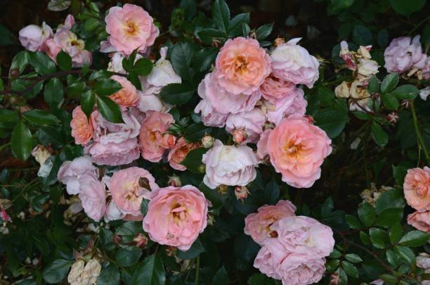 istock Elegant Spring Rose Blossom Colors 1012716504