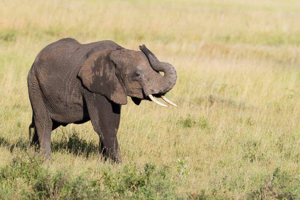 Slow pan of African elephant flapping ears
