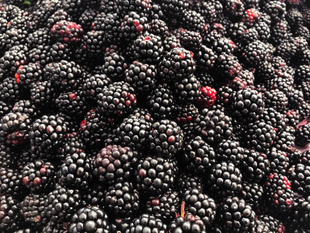 istock Black berries in farmer's market 1012719346