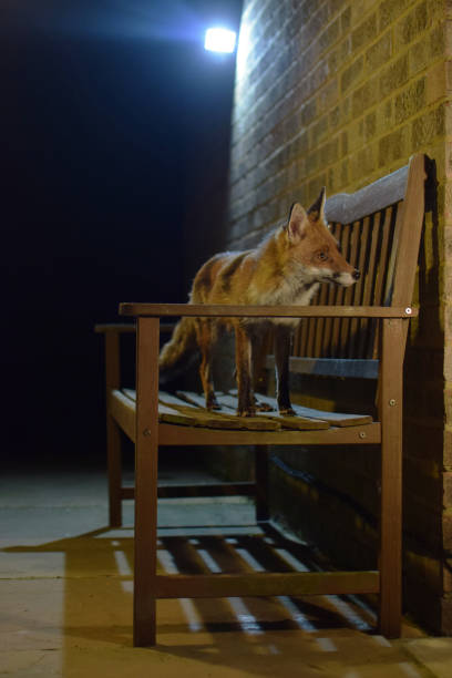 istock Red Fox On Garden Bench At Night Portrait 1012721904