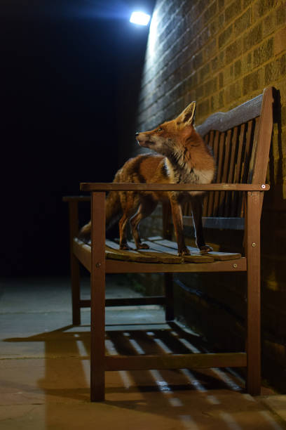 Red Fox On Garden Bench At Night Portrait