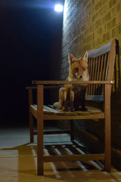 istock Red Fox On Garden Bench At Night Portrait 1012722422