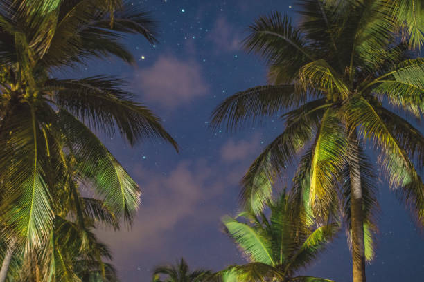 istock palm trees and the milky way 1012722694