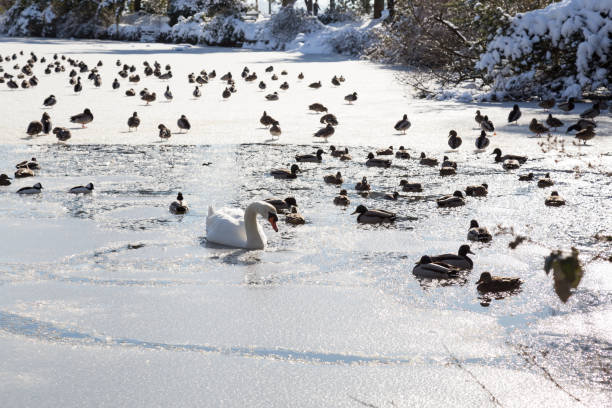 istock Swans and Ducks in Ice Lake 1012722948