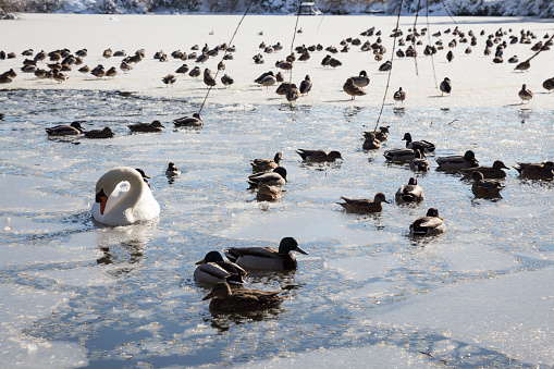 A flock of wild ducks walking on the ice of a frozen lake.