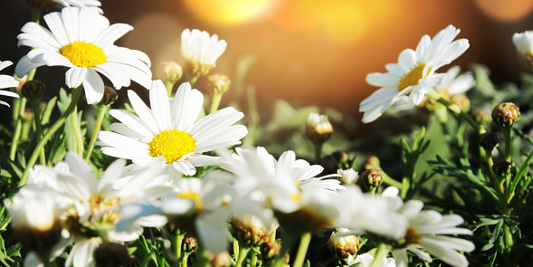 Daisy flowers, spring background