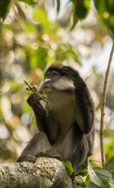 istock Wild Red-Tailed or White Nose Monkey in Uganda's Kibale National Park 1012727944