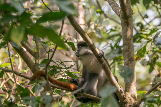 istock Wild Red-Tailed or White Nose Monkey in Uganda's Kibale National Park 1012730358
