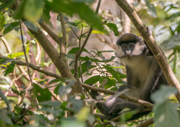 istock Wild Red-Tailed or White Nose Monkey in Uganda's Kibale National Park 1012730364