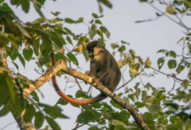 istock Wild Red-Tailed or White Nose Monkey in Uganda's Kibale National Park 1012732210