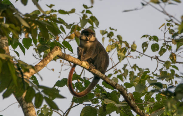 istock Wild Red-Tailed or White Nose Monkey in Uganda's Kibale National Park 1012732452