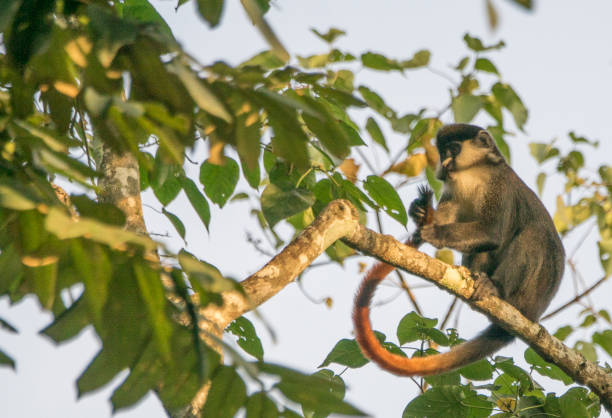 istock Wild Red-Tailed or White Nose Monkey in Uganda's Kibale National Park 1012732454
