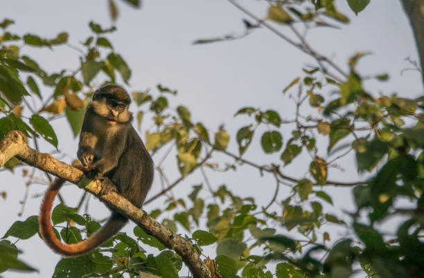 istock Wild Red-Tailed or White Nose Monkey in Uganda's Kibale National Park 1012732458