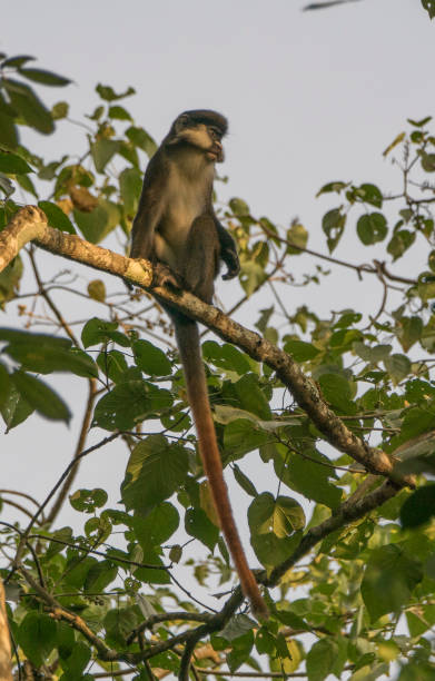 istock Wild Red-Tailed or White Nose Monkey in Uganda's Kibale National Park 1012732548