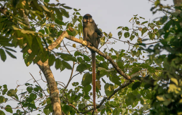 istock Wild Red-Tailed or White Nose Monkey in Uganda's Kibale National Park 1012732550