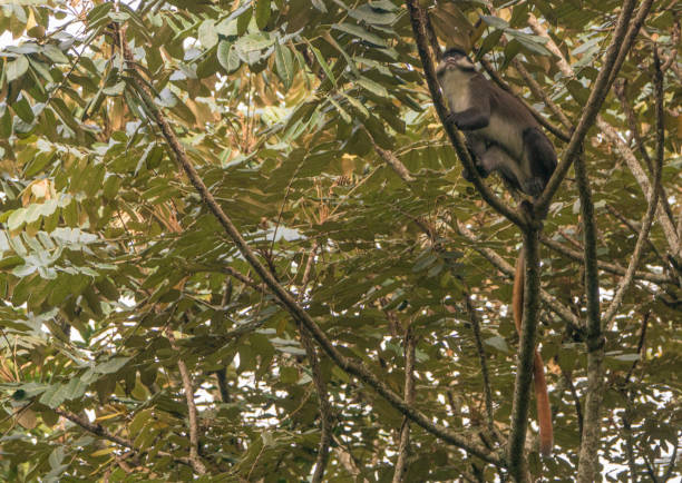 istock Wild Red-Tailed or White Nose Monkey in Uganda's Kibale National Park 1012732554
