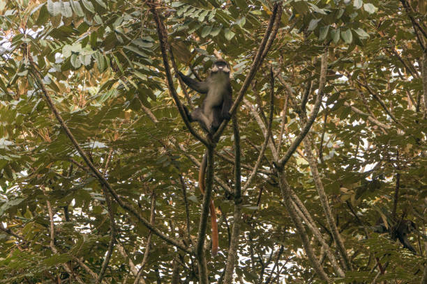 istock Wild Red-Tailed or White Nose Monkey in Uganda's Kibale National Park 1012732684