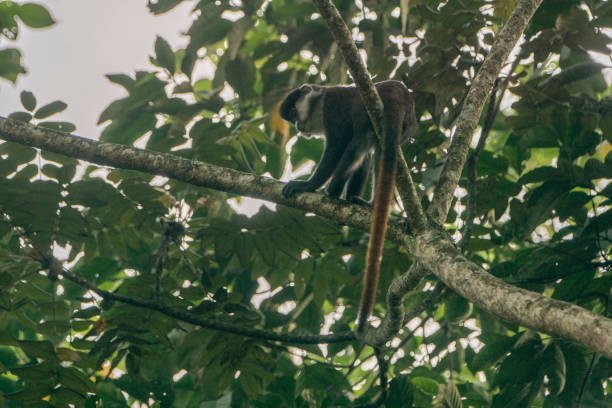 istock Wild Red-Tailed or White Nose Monkey in Uganda's Kibale National Park 1012732718